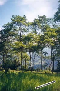 Rudraksha Forest